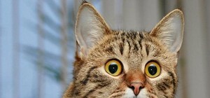 Отопительный сезон в августе: на Соломенке в жилых домах включили батареи