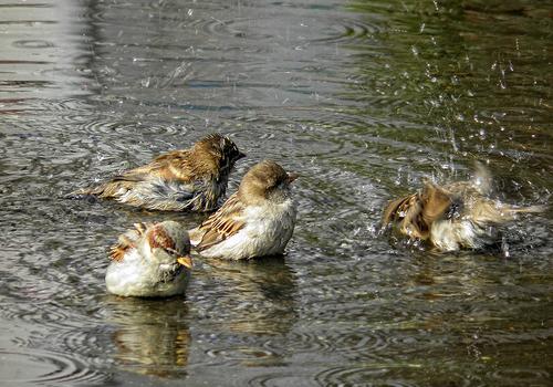 Новость - События - Эхо грозы: на Виноградаре после дождя образовалось небольшое озеро, в котором купаются дети