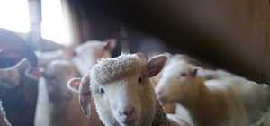 В Украине состоится первая зоозащитная конференция