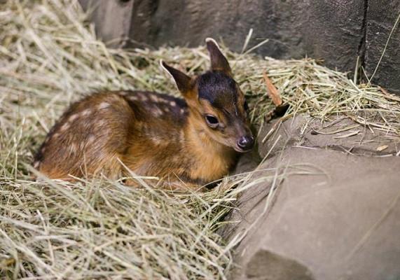Новость - События - Умиление: в киевском зоопарке родился олененок