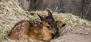 Умиление: в киевском зоопарке родился олененок