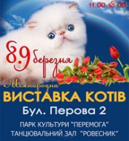 Афиша - Фестивали - Выставка кошек