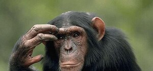 Утопленный Nextbike: в Киеве идентифицировали двух парней и девушку из группы 