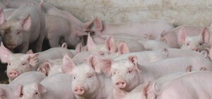 Отметили День знаний: студенты киевского политеха превратили парк в мусорку