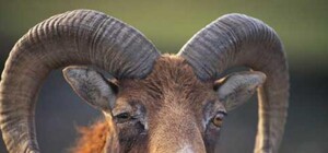 Пополнение фауны: в лесах Полтавщины появятся муфлоны, лани и олени