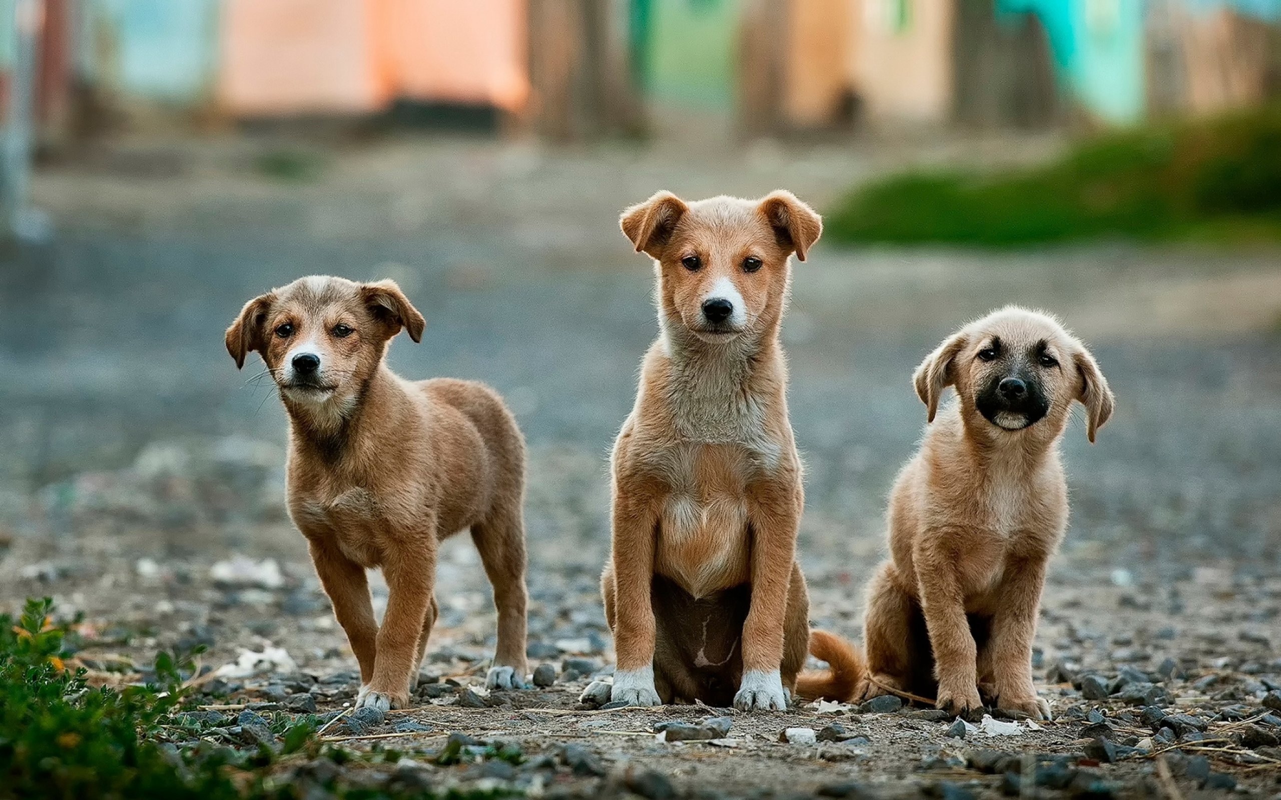 Новость - События - Развела псарню: на Оболони киевлянка держала в квартире бродячих собак