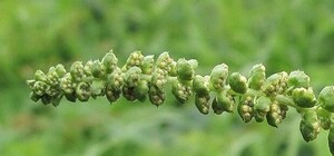 Объявили карантин: в Полтавской области на борьбу с амброзией потратят больше 3 млн грн