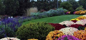 Приходи полюбоваться:на Спивочем поле откроется ежегодная осенняя выставка хризантем