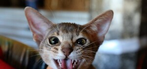 15 кілограмів щастя: у Львові показали метрового кота-рекордсмена