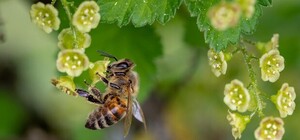 Под зданием Кабмина носили гроб с мертвыми пчелами