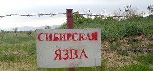 Не уходит: под Одессой зафиксировали очередной случай сибирской язвы