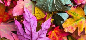 Осінь?! Ні, не чули: сільки триватиме 