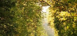 В Киеве водитель трамвая собиралась высадить пассажира за фото осеннего парка