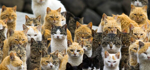 Решил суд: в Харькове запретили отлов бездомных кошек