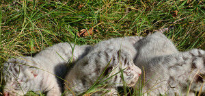 Видеофакт: в 