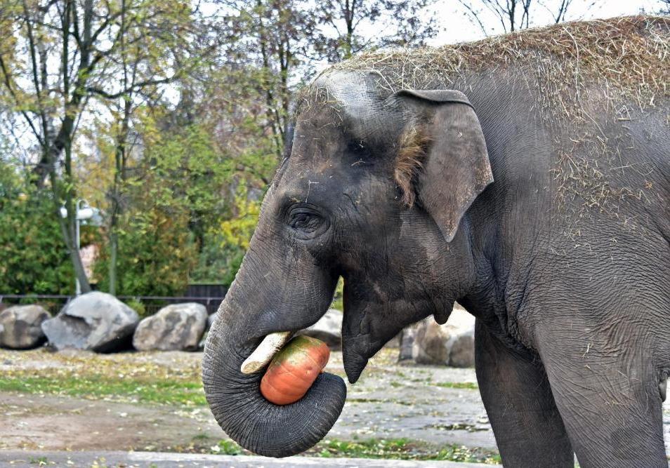 Новость - События - Захвати тыкву: киевский зоопарк зовет проведать своих питомцев