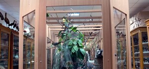 Жучки, хробачки, комашки: музей львівського університету відкриють для відвідувачів