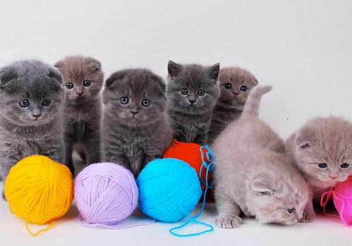 Фото: brit-cats