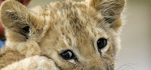 Не пропусти: по Аркадии гулял маленький львенок