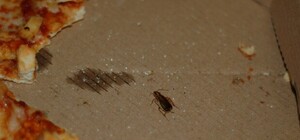 Живая закуска: клиентов популярной в Киеве сети пиццерий напугали необычными ингредиентами