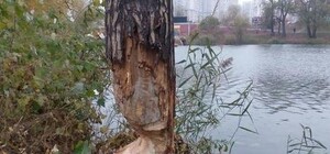 Точат зуб: на Позняках бобры облюбовали деревья возле озера