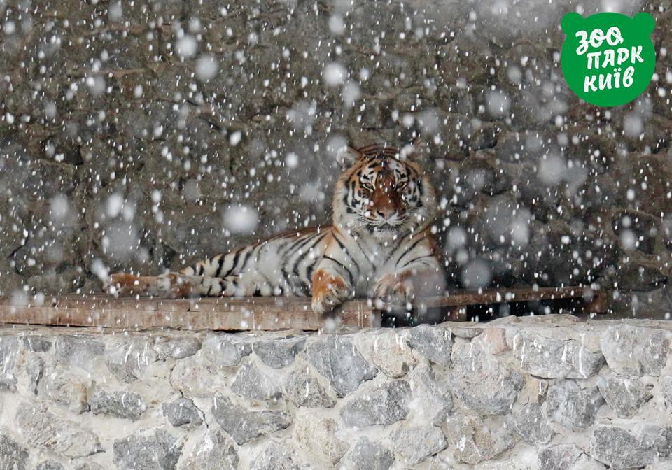 Новость - Досуг и еда - Доза милоты: как обитатели киевского зоопарка встретили первый снег