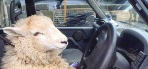 Нечего нарушать: в Киеве автохама, объехавшего пробку, не захотели пускать в поток машин