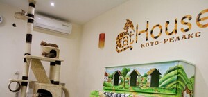 Первое котокафе Днепра: зачем усатым гамаки и тренажеры и что такое котучино