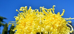 Любуйся: в Никитском саду выбрали королеву Бала хризантем