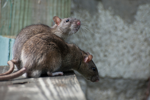 Новость - События - Бесстрашные грызуны: центр Киева заполонили огромные крысы
