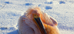 Фотофакт: в Харькове по улицам разгуливает пеликан