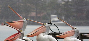 Ловили неделю: в Харькове поймали пеликана, который разгуливал по улицам