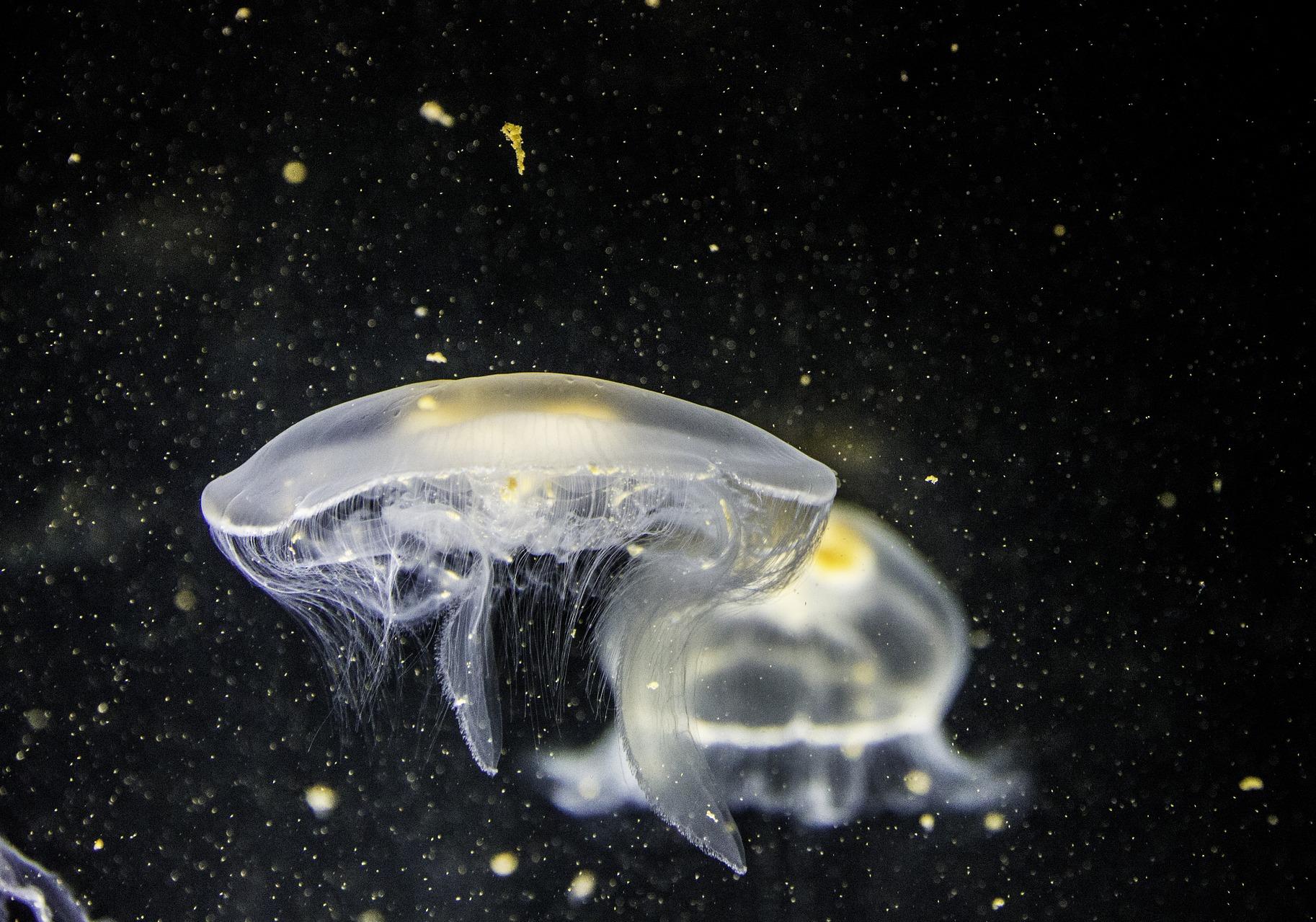 Увидеть разнообразие медуз можно в новом музее. Фото: pixabay.com