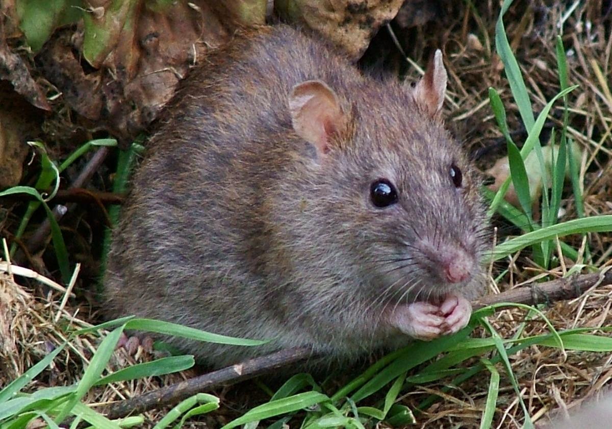 Возле Золотых ворот обнаружили бешеную крысу. Фото: Википедия