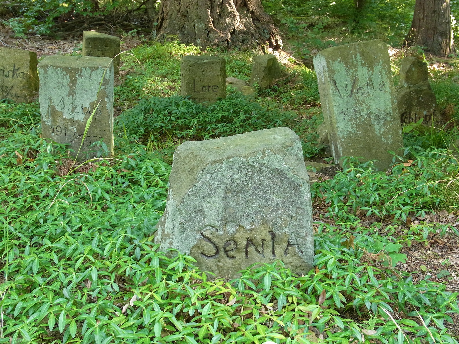 В Деснянском районе построят кладбище для питомцев /  pixabay