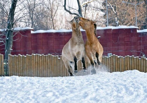 Как животные зимуют в Киевском зоопарке 