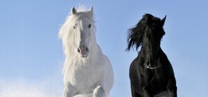 Видеофакт: по центру Харькова бегает табун лошадей