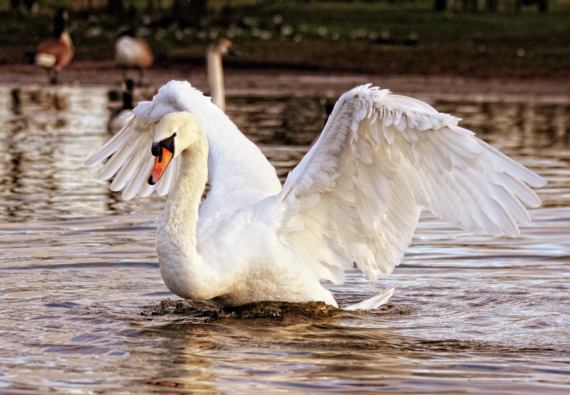 На Бортнической станции обитают утки и лебеди / pixabay