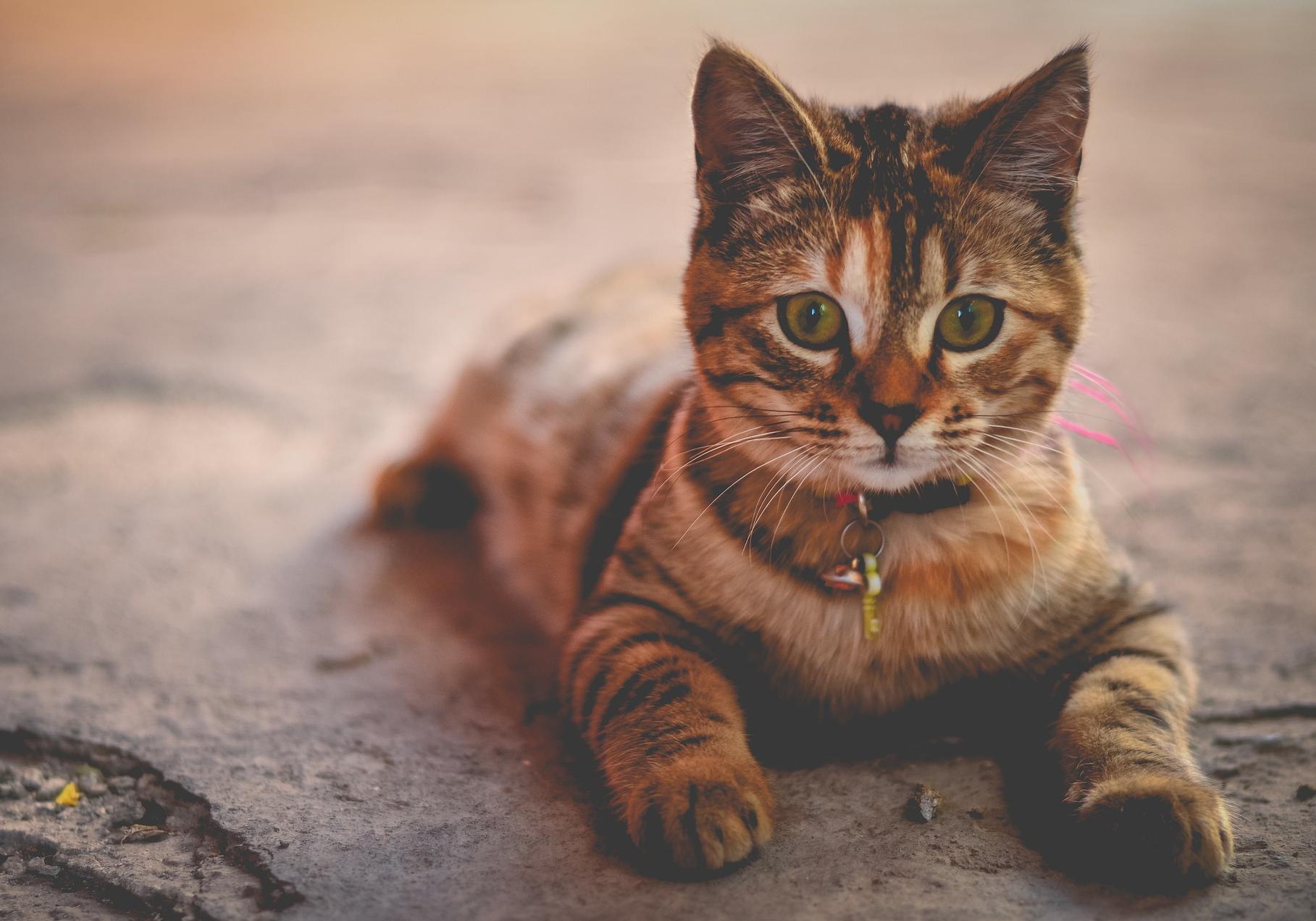 В Шевченковском районе у котенка нашли бешенство. Фото: pixabay.com