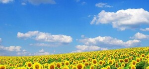 15-Специализированная выставка-ярмарка  «Украина аграрная - 2015»