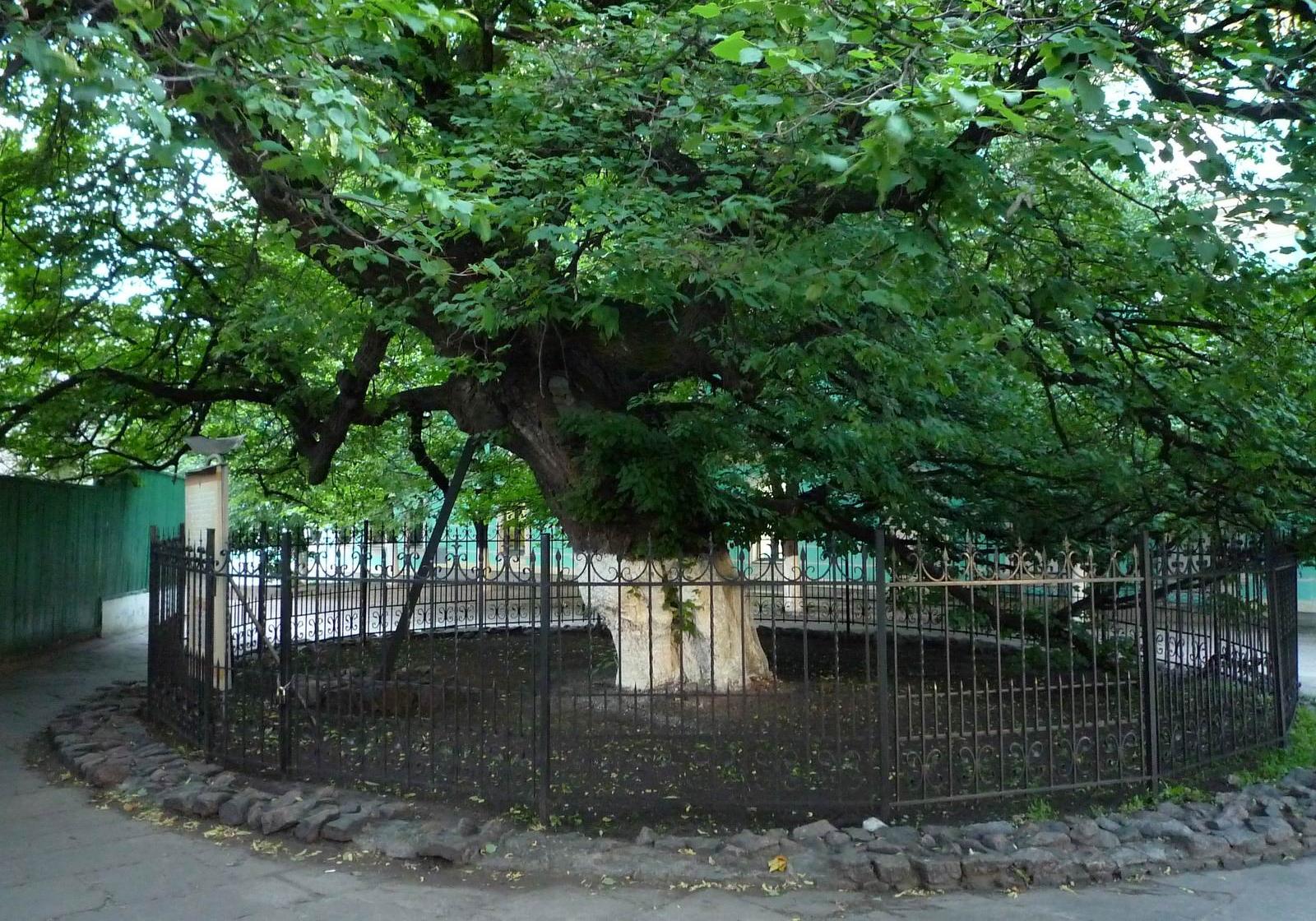 Появилась карта самых старых деревьев Киева. Фото: KudaGo