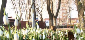 Иди фотаться: в парке Горького расцвела поляна подснежников