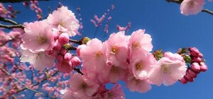 Будет красиво: на Русановской набережной высадили сакуры