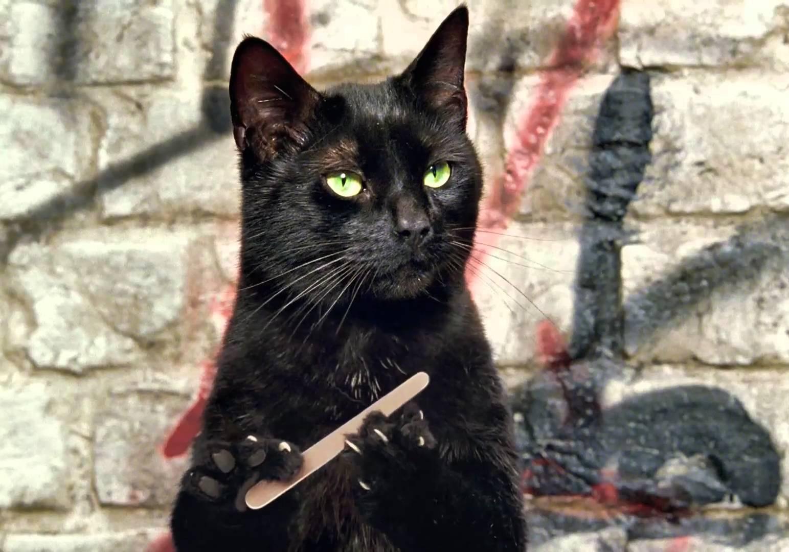 Новость - События - Разошелся не на шутку: на Борщаговке дикий кот устроил погром в магазине посуды