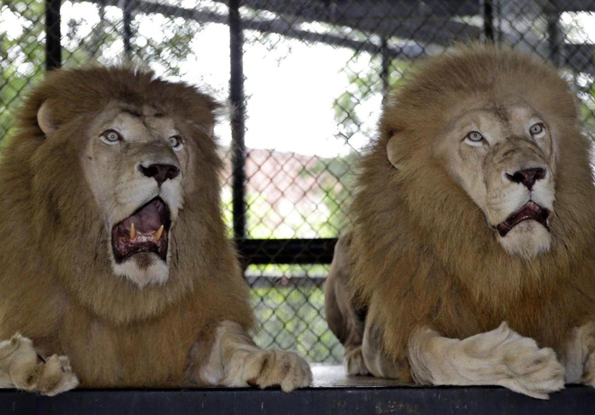 Новость - События - Похожи на обезьян: киевян возмутили новые статуи львов в Мариинском дворце