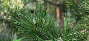 Получи ответ: почему крымскую сосну исключили из списка растений, занесенных в Красную книгу