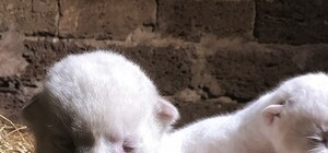 Чудо природы: в Крыму появились на свет редкие белые тигрята