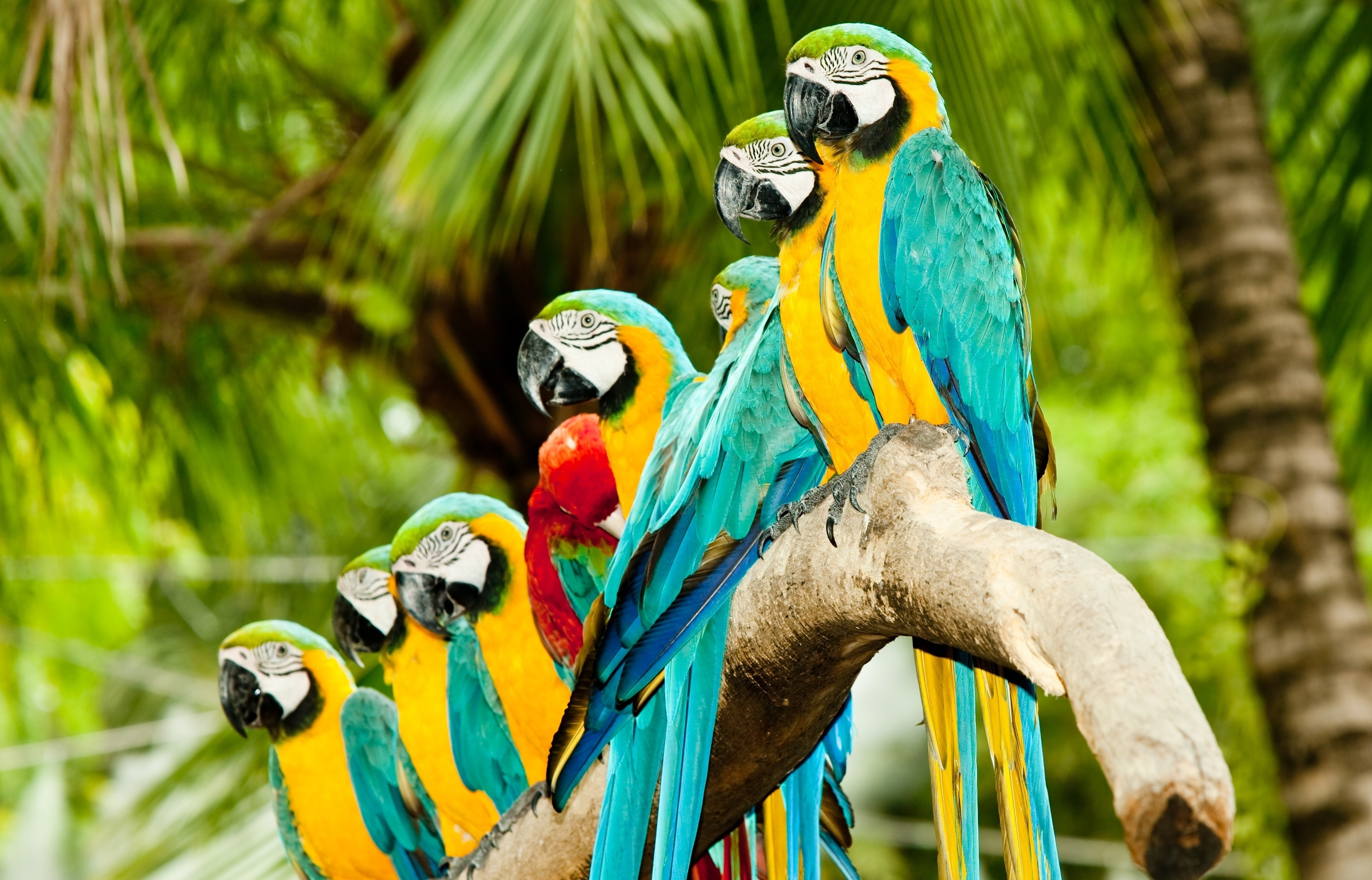 Новость - Досуг и еда - Полюбуйся попугайчиком: в столице проходит выставка экзотических животных