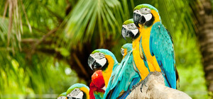 Полюбуйся попугайчиком: в столице проходит выставка экзотических животных