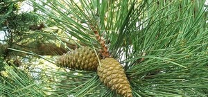 Обречена: эксперты оценили исключение крымской сосны из Красной книги